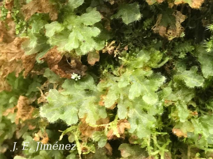 Trichomanes polypodioides Trichomanes polypodioides