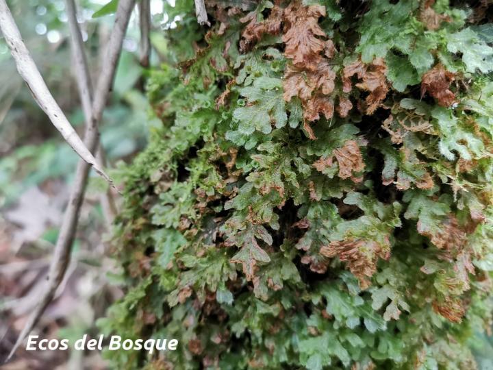 Trichomanes polypodioides Trichomanes polypodioides