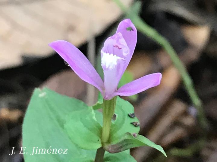 Triphora surinamensis