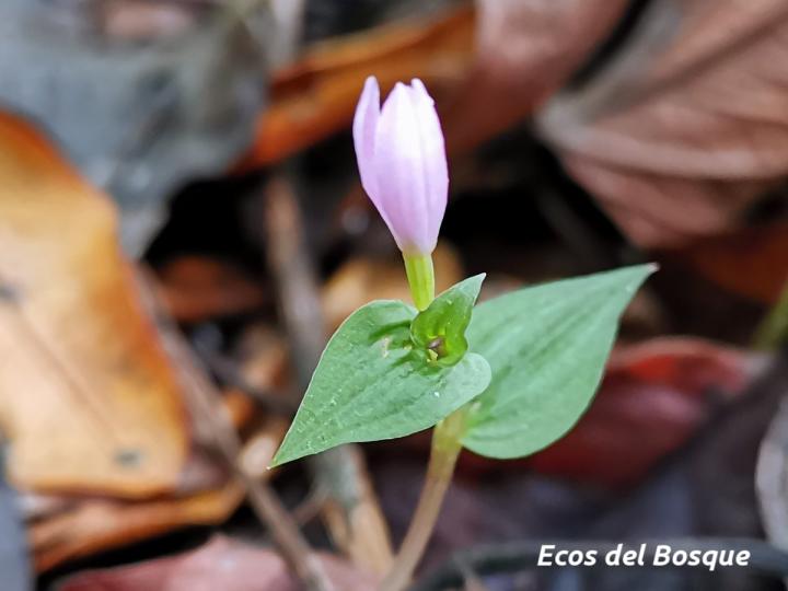 Triphora surinamensis