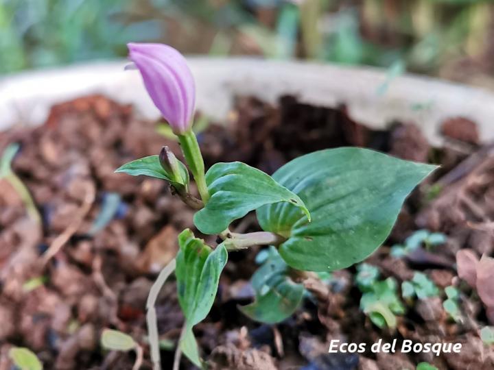 Triphora surinamensis