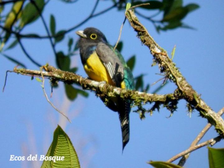 Trogon caligatus