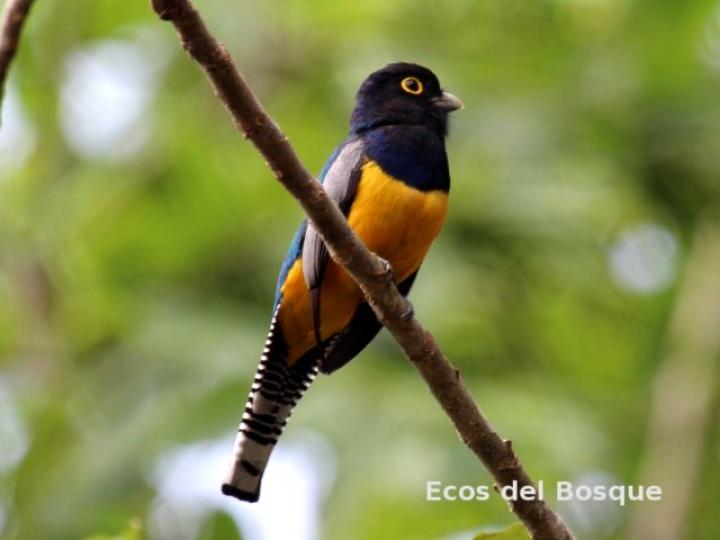 Trogon caligatus
