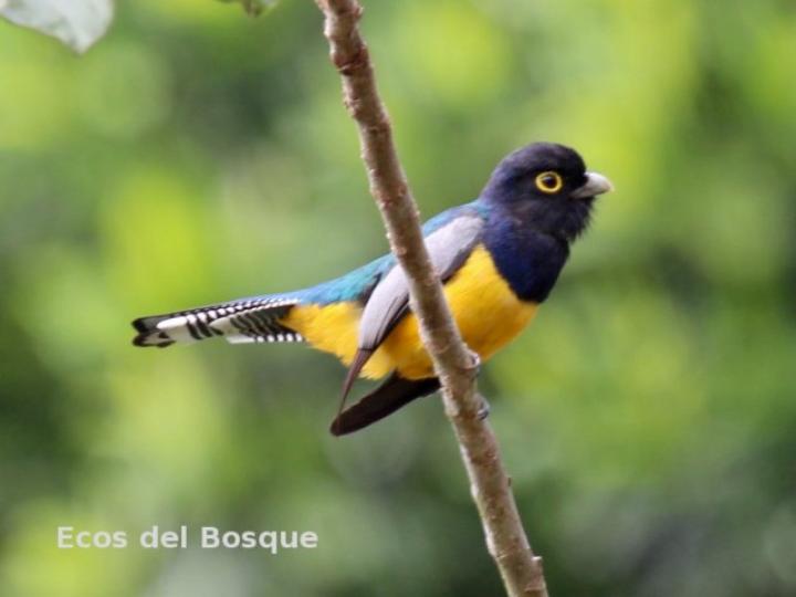 Trogon caligatus
