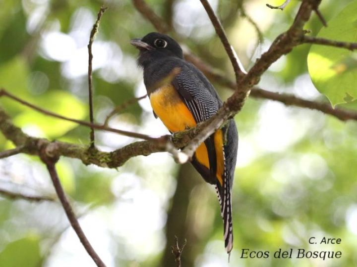 Trogon caligatus