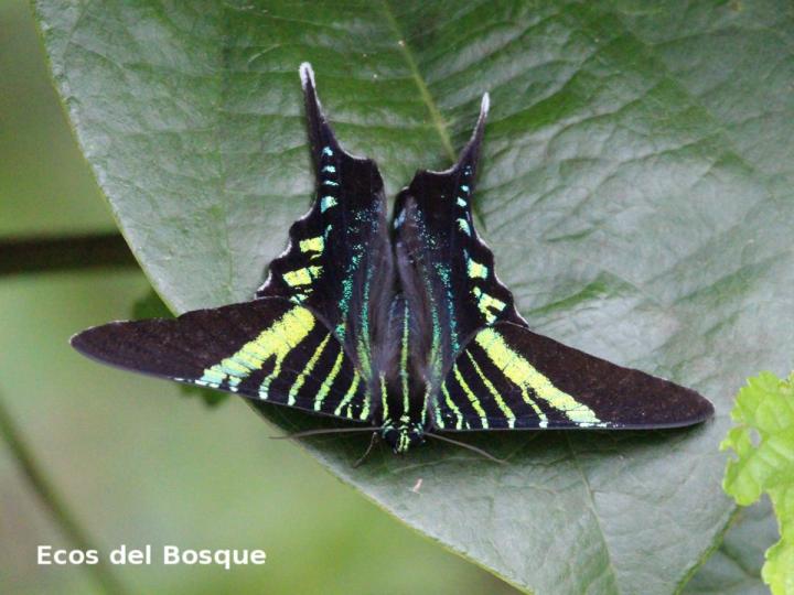 Urania fulgens
