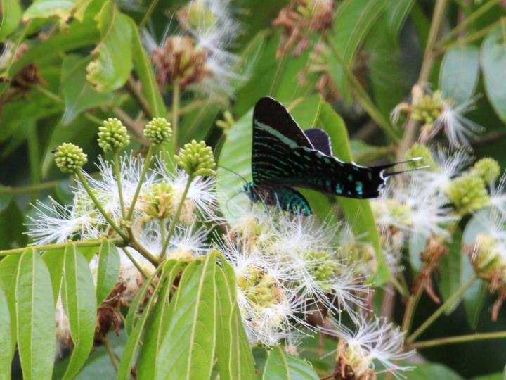 Urania fulgens
