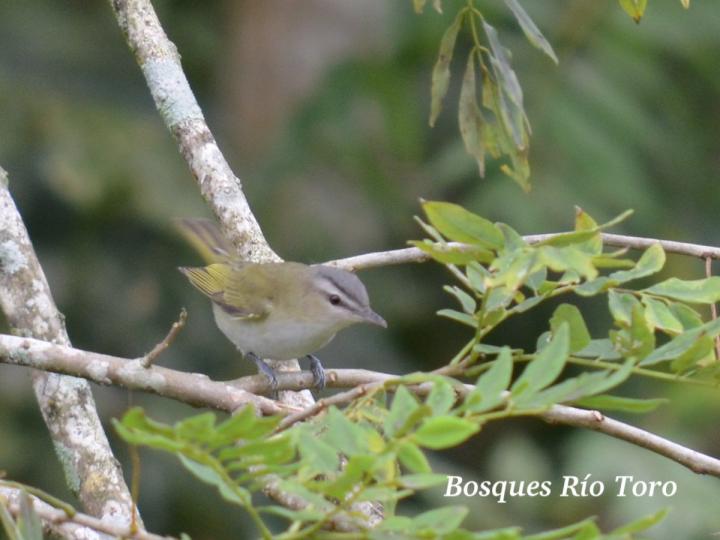 Vireo olivaceus