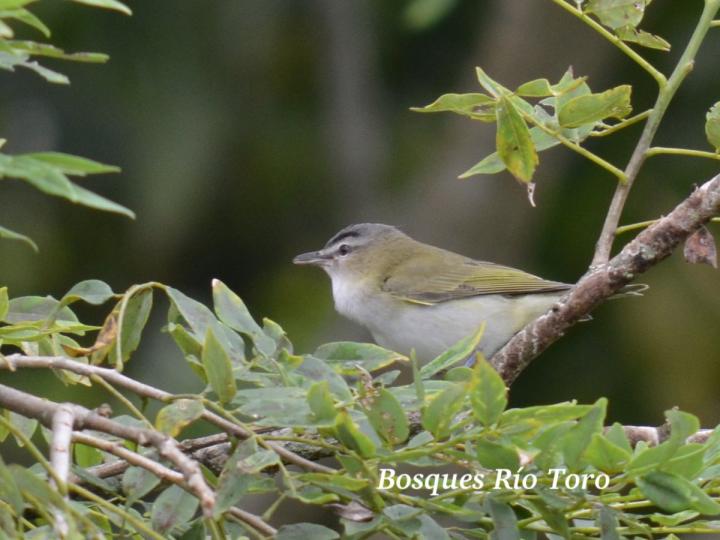 Vireo olivaceus