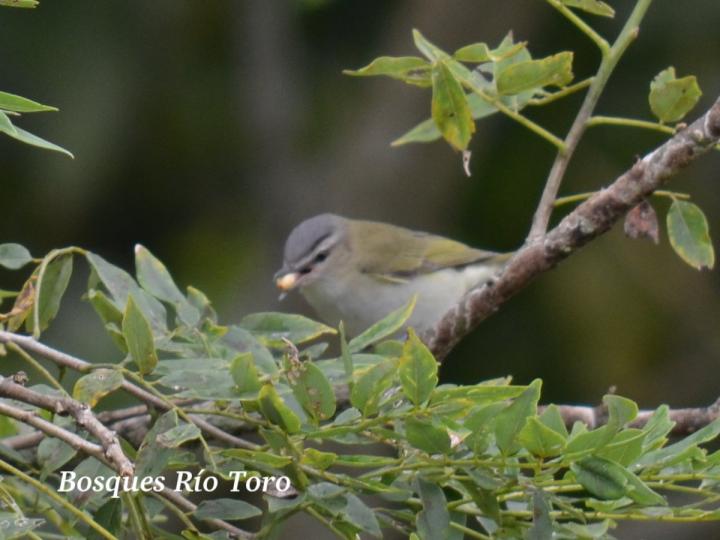 Vireo olivaceus