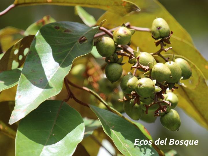 Vismia baccifera Ecos del Bosque