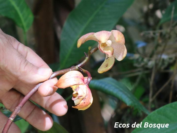 Warrea costaricensis