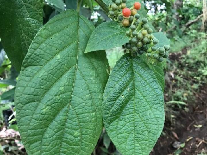 Witheringia meiantha