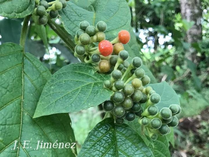 Witheringia meiantha