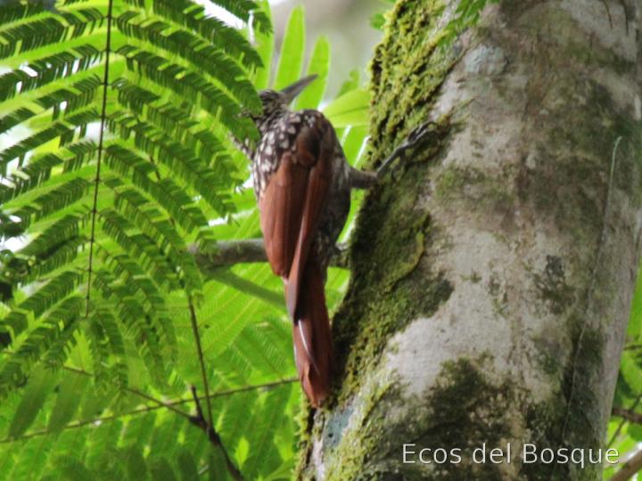Xiphorhynchus lachrymosus