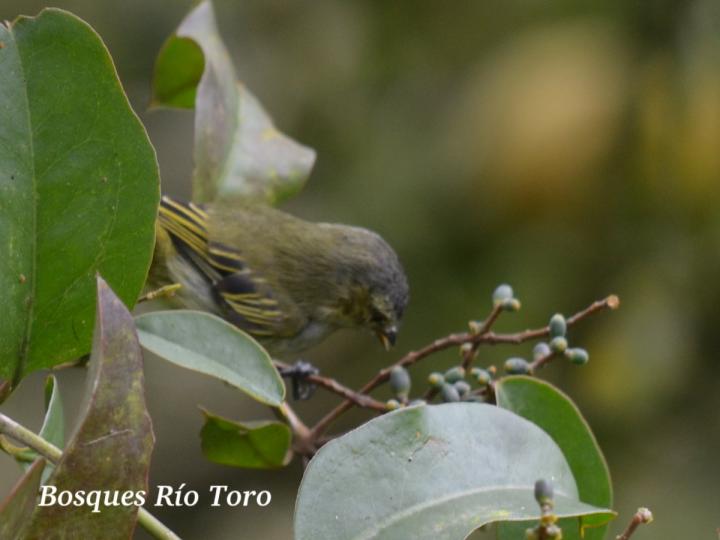 Zimmerius vilissimus