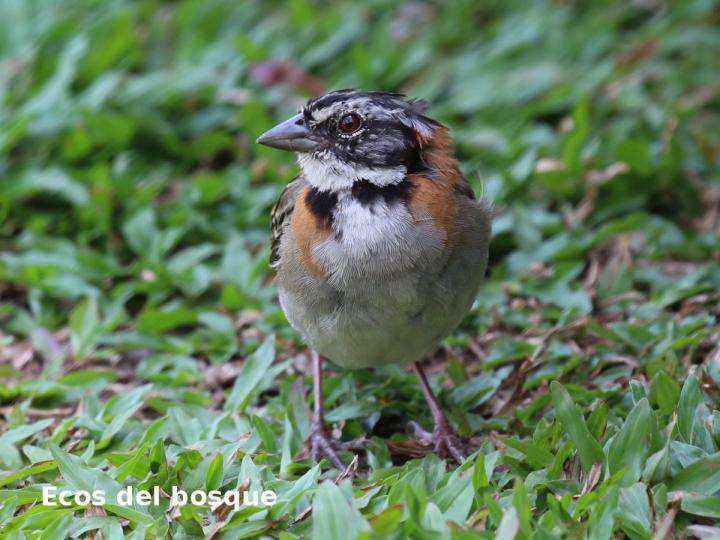 Zonotrichia capensis