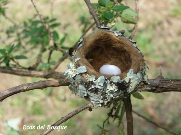 Amazilia tzacatl, nido