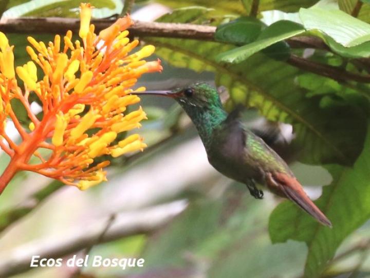 Amazilia tzacatl visitando flores de Palicourea guianensis