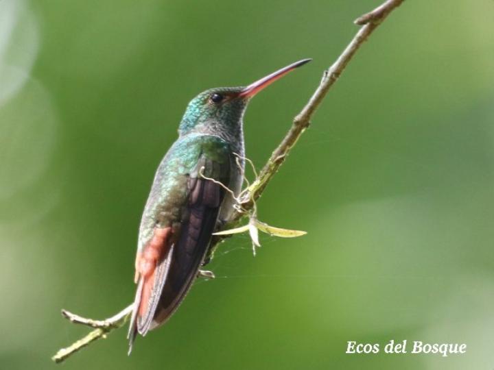 Amazilia tzacatl