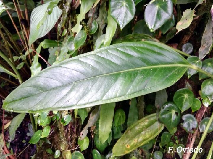 Anthurium lancifolium