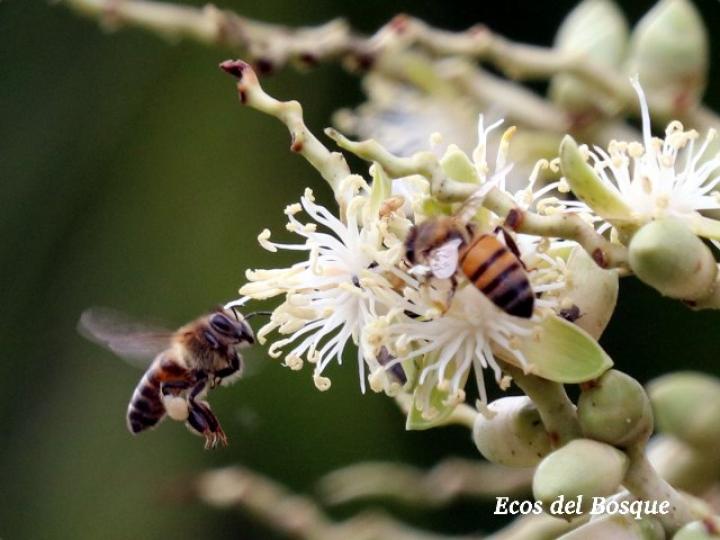 Apis mellifera en Adonidia merrillii