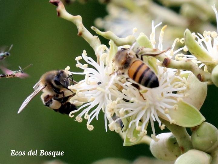 Apis mellifera en Arecaceae
