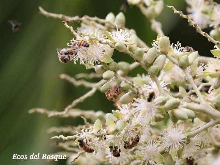 Apis mellifera en Arecaceae