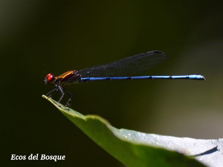 Argia oenea, macho (Azulilla de arroyo de ojos rojos)