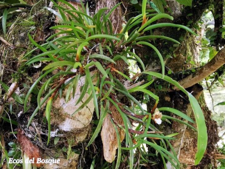 Christensonella uncata, mata.