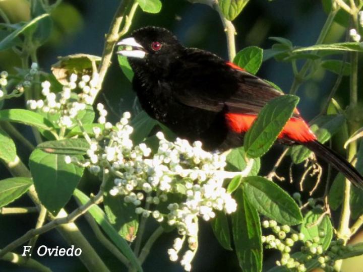 Sargento en Clibadium surinamense