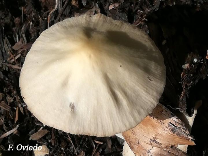 Hongo del género Collybia