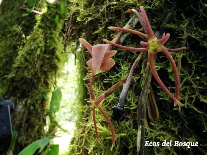 Cryptocentrum latifolium