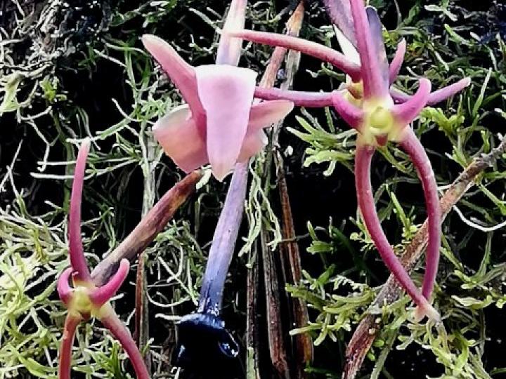 Cryptocentrum latifolium