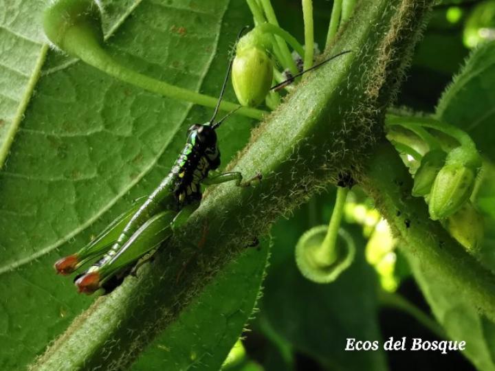 Drymophilacris bimaculata en Witheringia