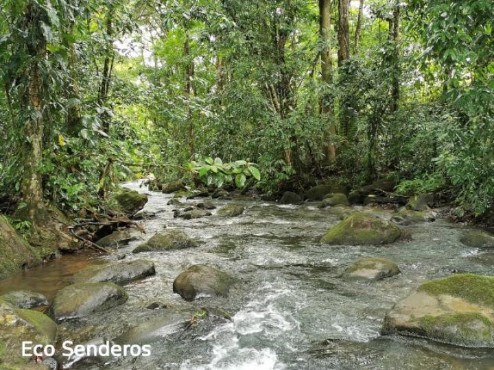 Vista de la quebrada Tirimbina