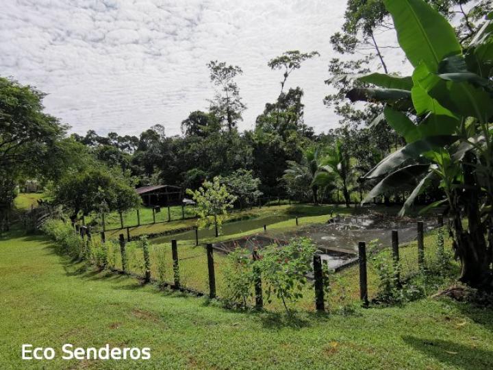 Estanques para titapias