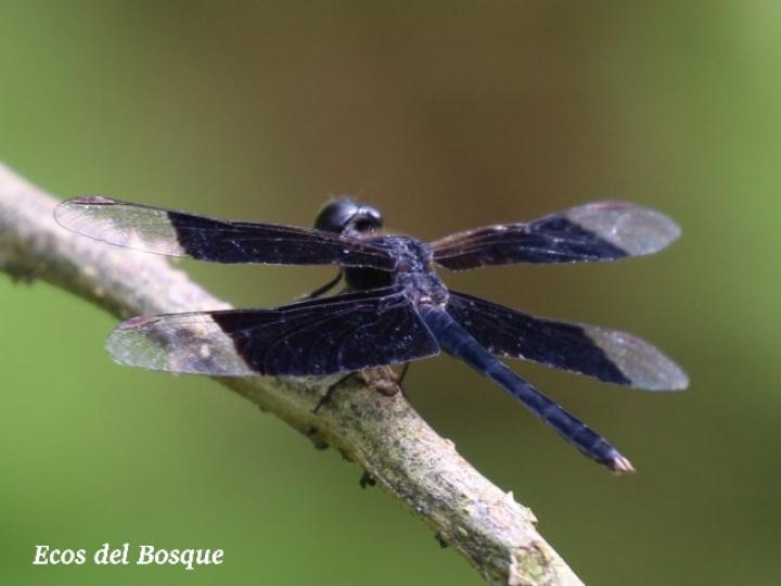 Erythrodiplax funerea (Rayadora de alas negras)