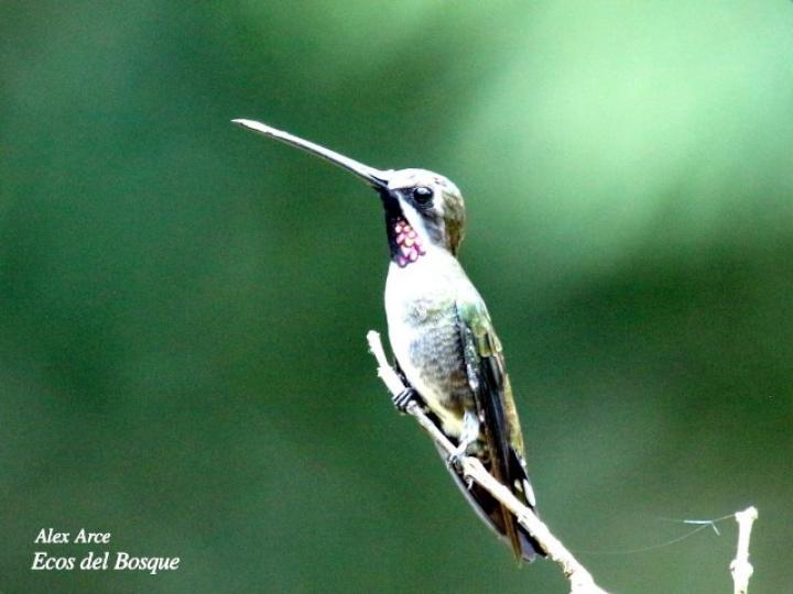 Heliomaster longirostris
