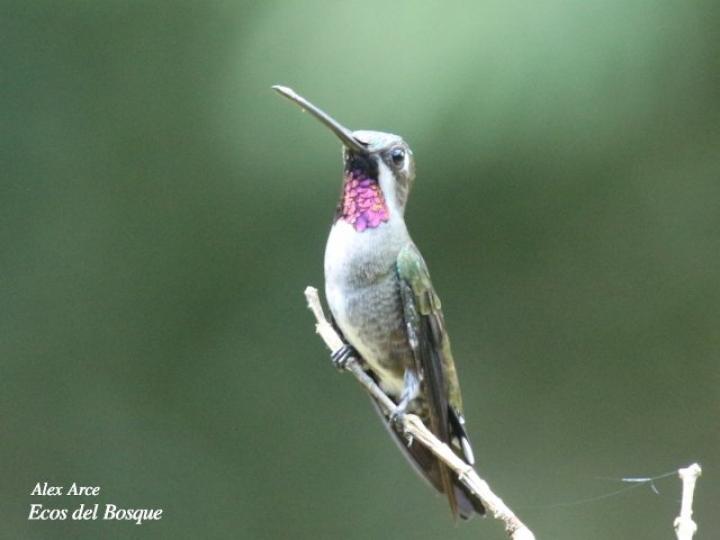 Heliomaster longirostris