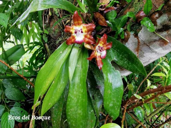 Huntleya burtii (Cara de gato)