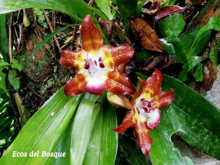 Huntleya burtii (Cara de gato)