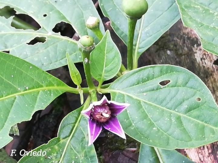 Lycianthes heteroclita