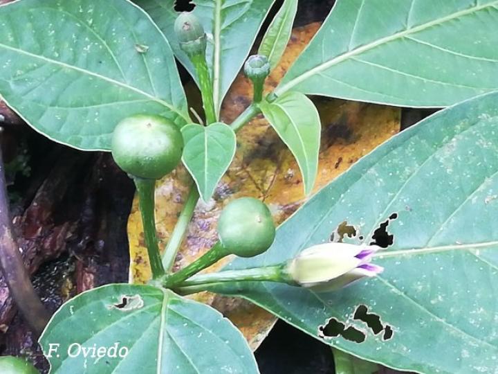 Lycianthes heteroclita