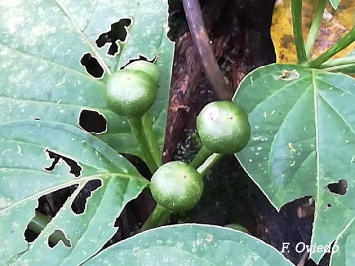 Lycianthes heteroclita