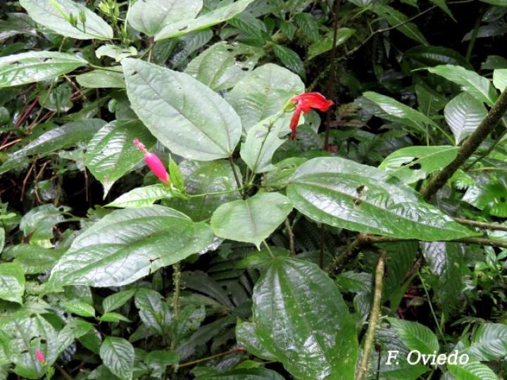 Malvaviscus arboreus