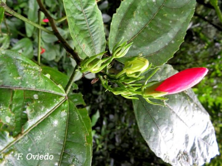 Malvaviscus arboreus