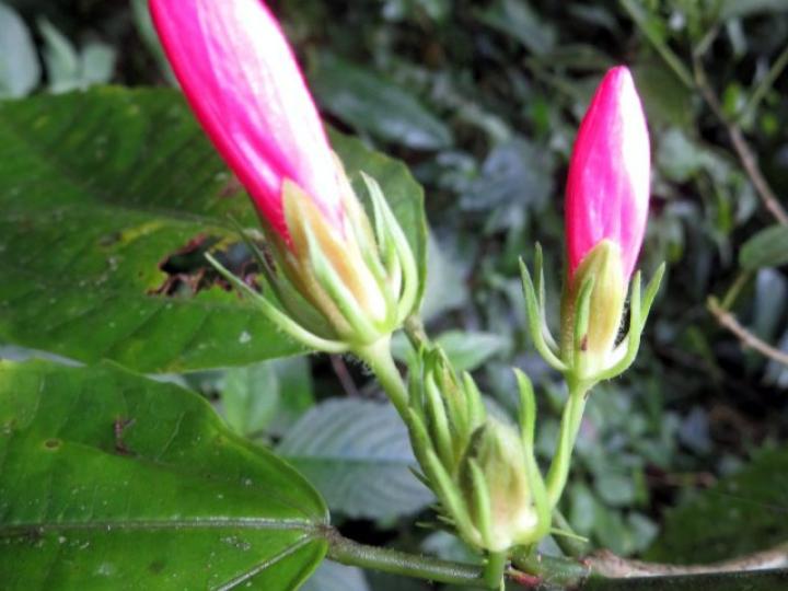 Malvaviscus arboreus