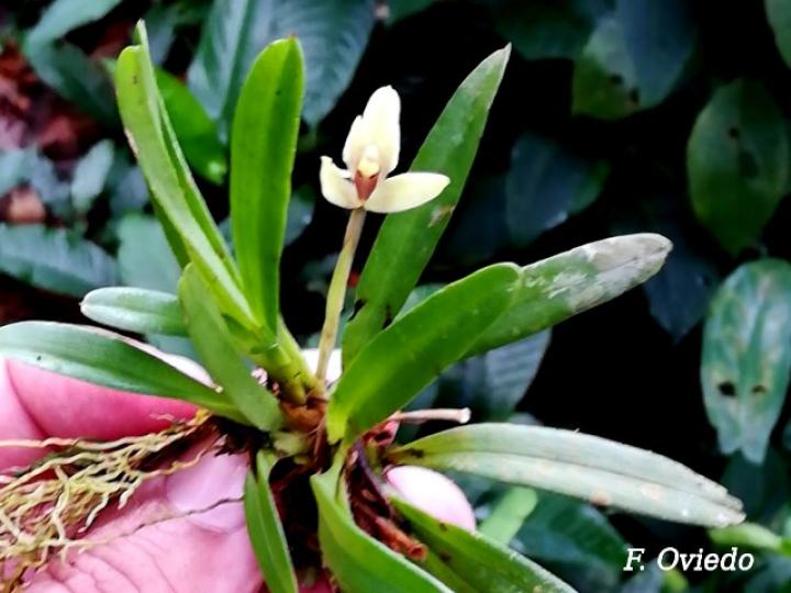 Maxillaria brachybulbon