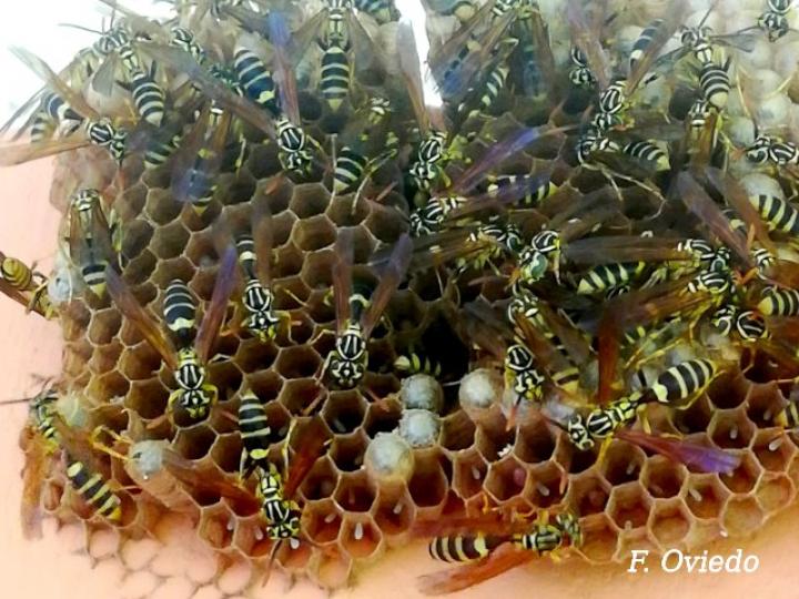 Panal avispas